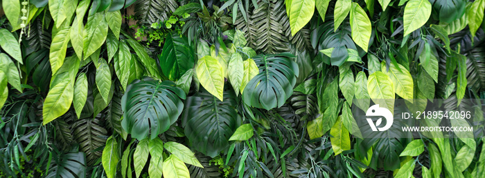 热带树叶和花朵背景。热带绿色杜鹃花垂直花园的自然背景