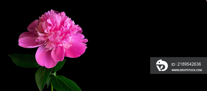 Low key shot of a pink peony flower on black background. Perfect template for your bright projects