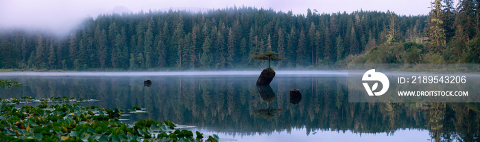 Panoramic View of an Iconic Bonsai Tree at the Fairy Lake during a misty summer sunrise. Taken near 