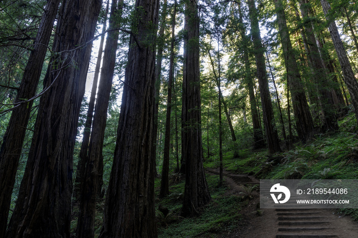 Stairs crossing Coastal Redwood Forest at Muir Woods, Marin County, California, USA.