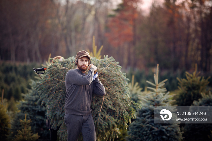 Young man carrying spruce tree