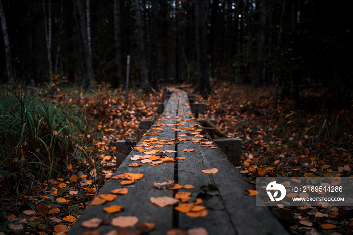 Wooden boardwalk in a forest during autumn with fallen leaves on the ground