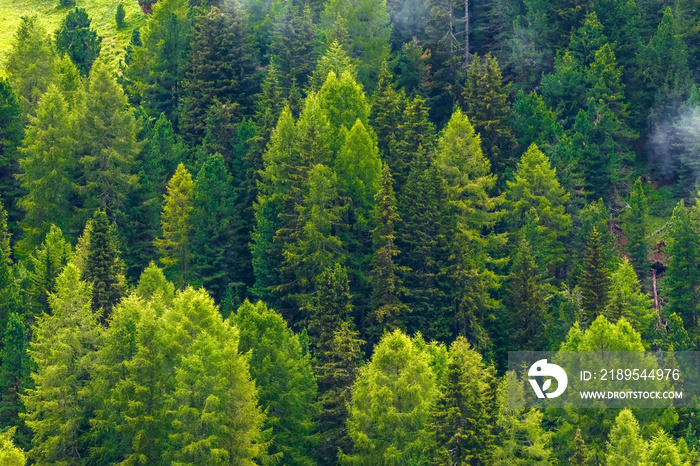 Green pine forest. Background. Dense forest of wild pine trees form a beautiful green natural backdr