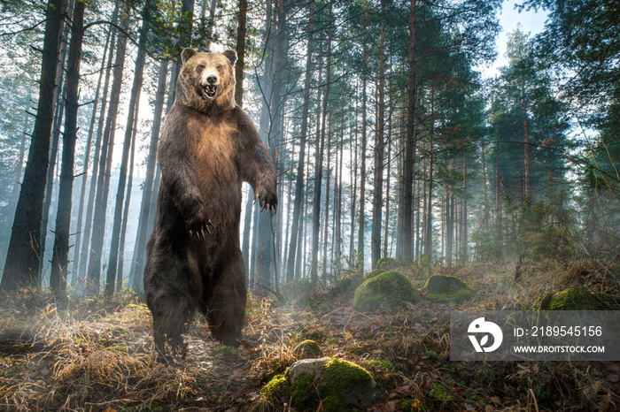 Brown grizzly bear standing on two legs in the forest.