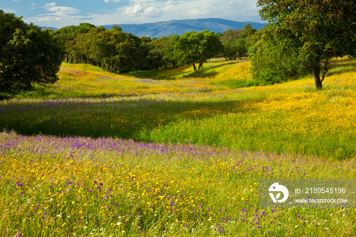 Dehesa de Encinas en primavera, Parque Nacional de Monfragüe, Cáceres, Extremadura, España