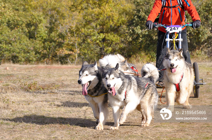 Dogs and its musher taking part in a popular canicross with a tricycle