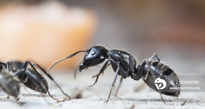 big forest ants on old wood