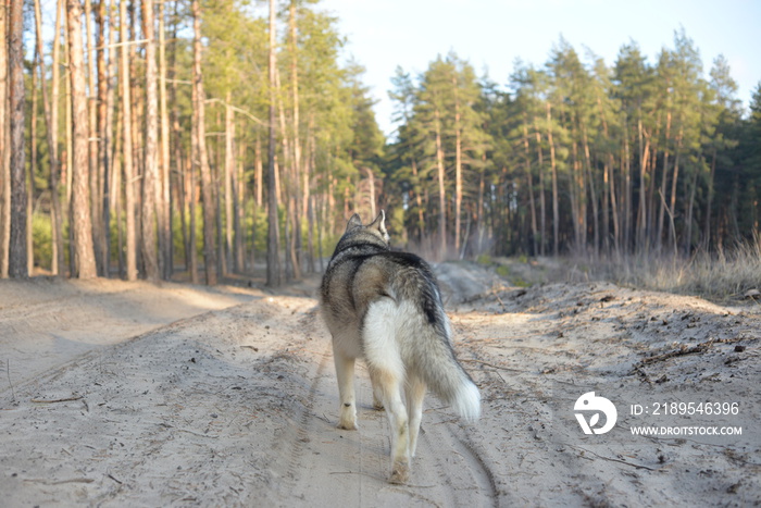 Siberian Husky in the forest. Back view