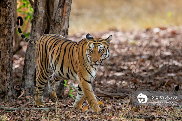 Tiger in the forest of Bandhavgarh National Park in India