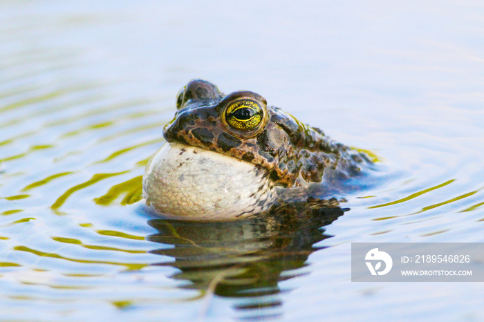 European green toad Bufotes viridis croak in the pond
