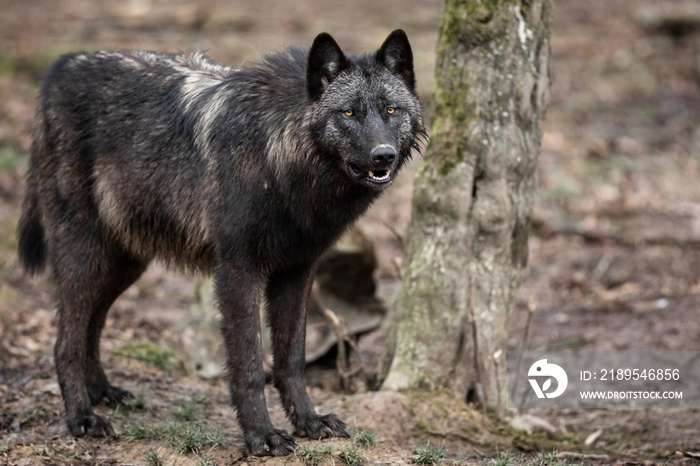 Timberwolf in the forest