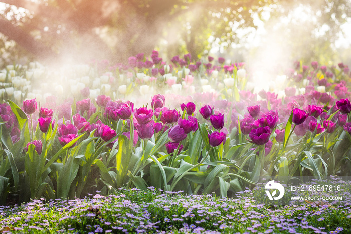 Closeup of purple tulip with spray and sunlight in the garden