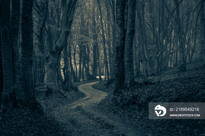 A pathway between trees leading into a dark and misty forest