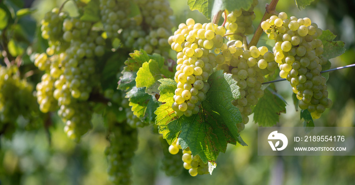 Weiße Trauben an einem Weinstock- Südsteirische Weinstrasse, Österreich