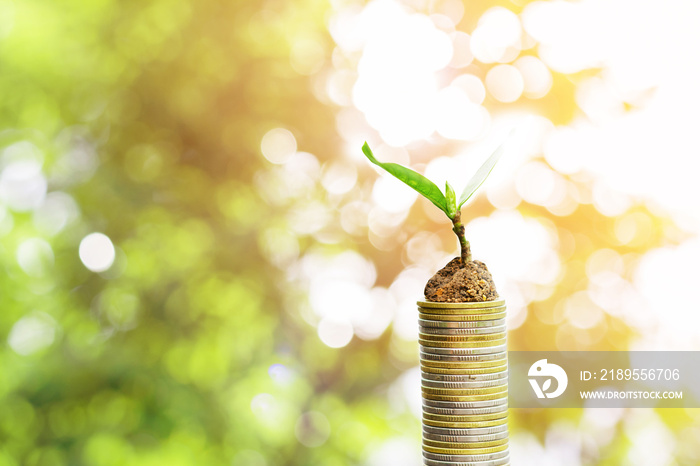 plant growing on coins stack,growing money or finance and investment concept