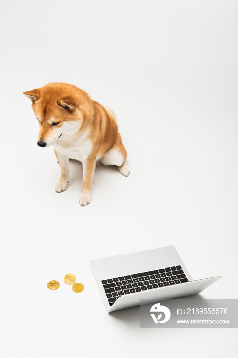 high angle view of shiba inu dog sitting near laptop and golden bitcoins on light grey background