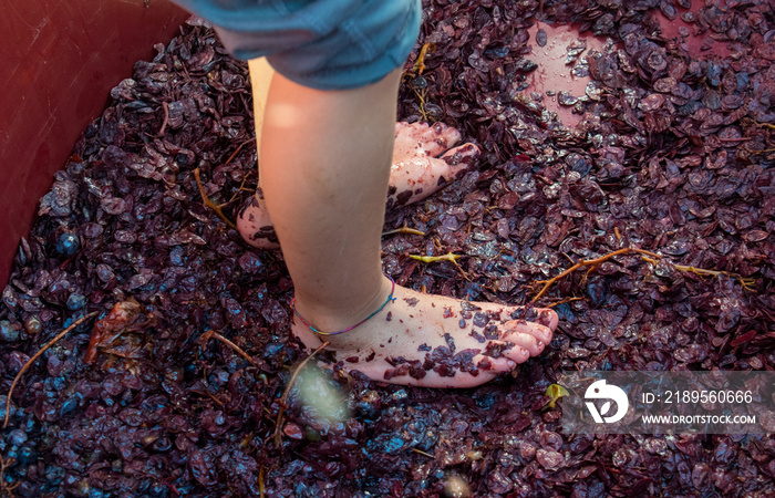 A child crushes grapes with his feet to make must and wine