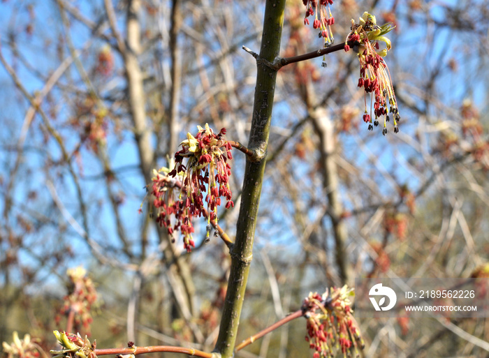 在大自然中，枫树（Acer negundo）开花了