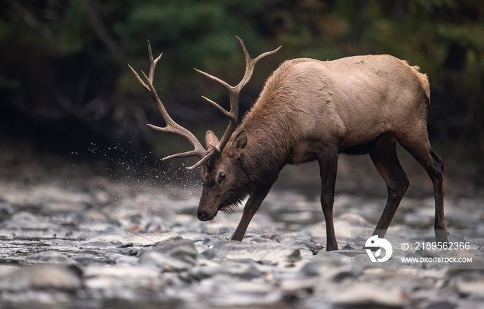 Bull Elk Crossing a Creek