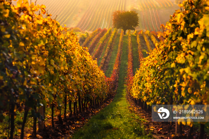 Autumn in Moravian vineyards near Velke Bilovice in Czech Republic