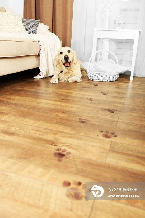 Cute Labrador and muddy paw prints on wooden floor in room