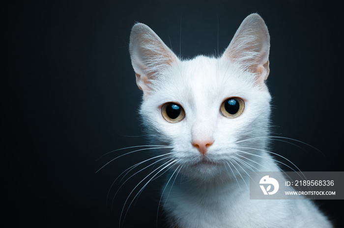 Portrait of a white cat with yellow eyes on a black background