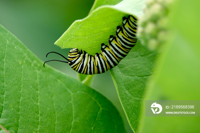 Milkweed叶子上的帝王毛毛虫