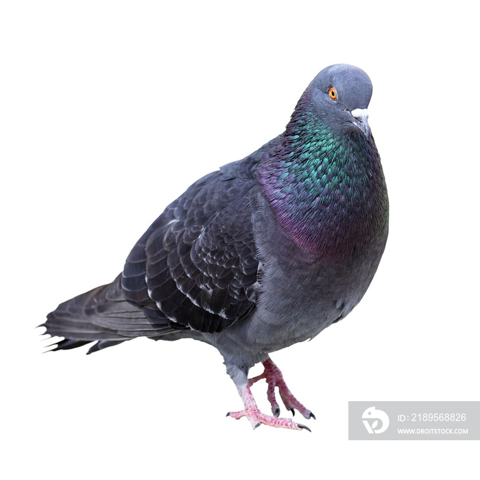 feral pigeon over white background