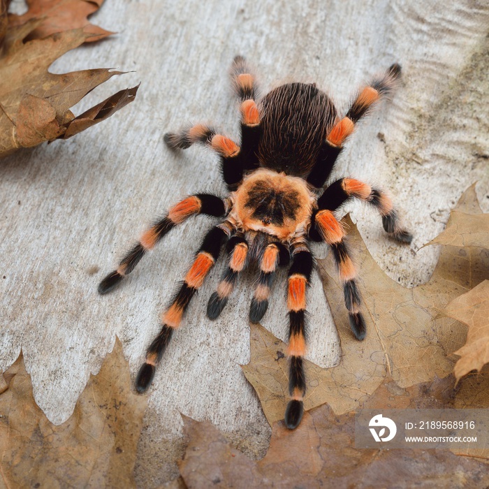 自然森林环境中的Birdeater狼蛛Brachpelma smithi。明亮的橙色色彩