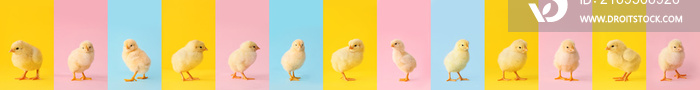 Collage with many cute chicks on colorful background