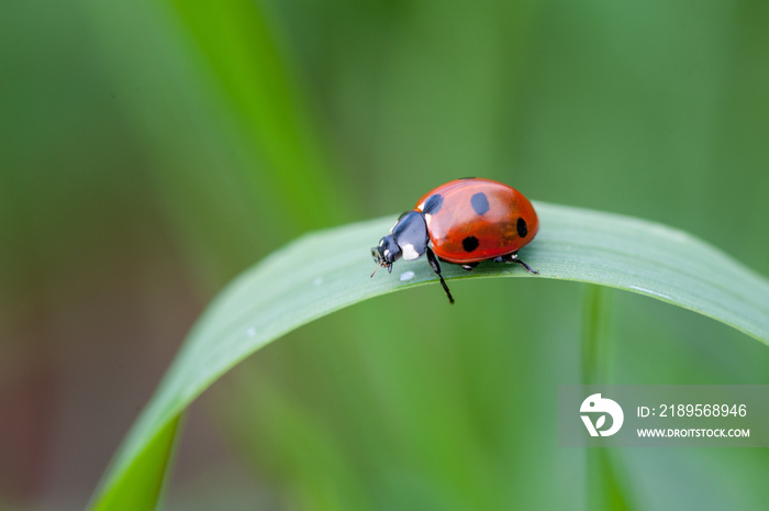 ladybug crawling on a green blade of grass