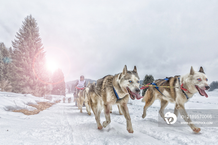 Sled dog racing alaskan malamute snow winter competition race