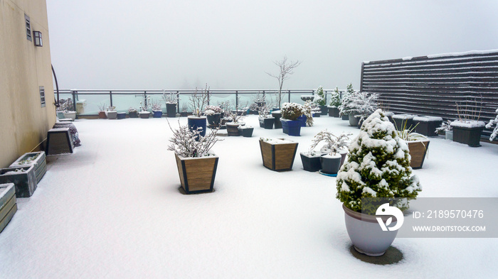 不列颠哥伦比亚省屋顶露台上的树木和灌木上有新鲜的雪。