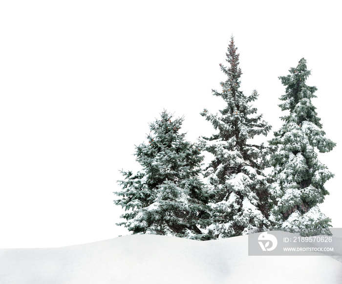 美丽的自然雪堆上有雪的冷杉树，白色背景