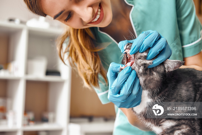 一切正常吗？穿着工作服的年轻女兽医正在检查一颗毛茸茸的黑色牙齿