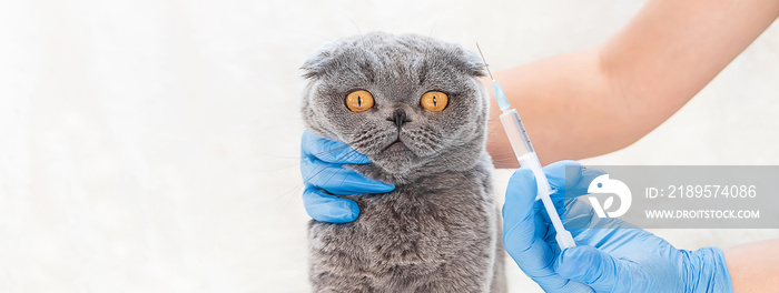 猫的疫苗接种。兽医选择性关注。