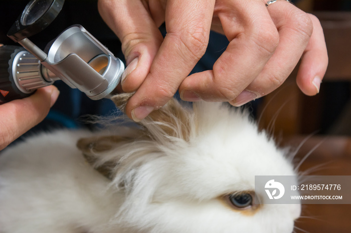 一名兽医在家访期间对一只白色玩具兔子使用耳镜