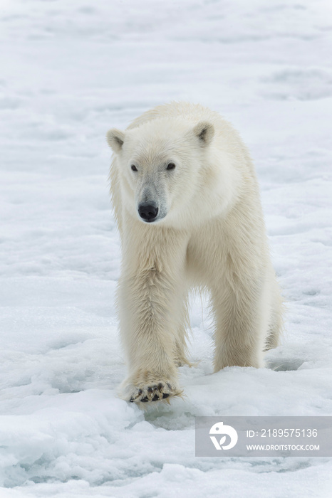 北极熊（Ursus maritimus）在浮冰上行走，斯瓦尔巴群岛，挪威