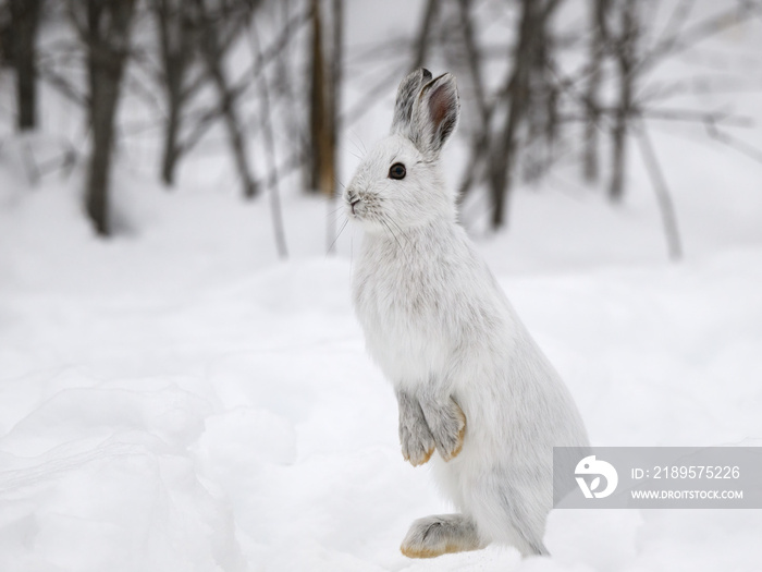 冬天站在雪地上的白雪兔