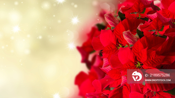 节日背景上的猩红一品红花或圣诞星，闪闪发光