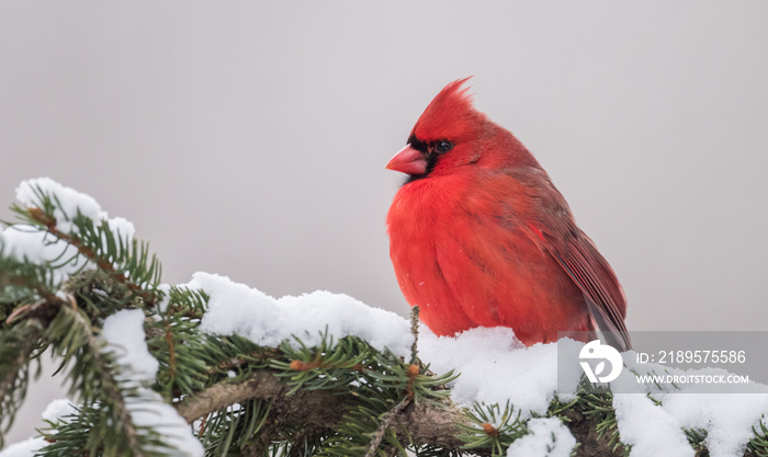 Cardinal In Snow