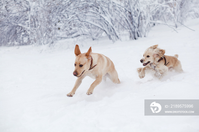 狗在雪地里玩耍。冬天狗在公园里散步