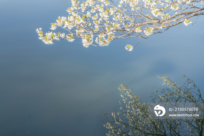 【桜】水面に映るオオシマザクラ　Cherry blossom Reflection