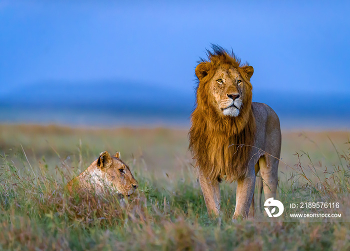 狮子在野外交配