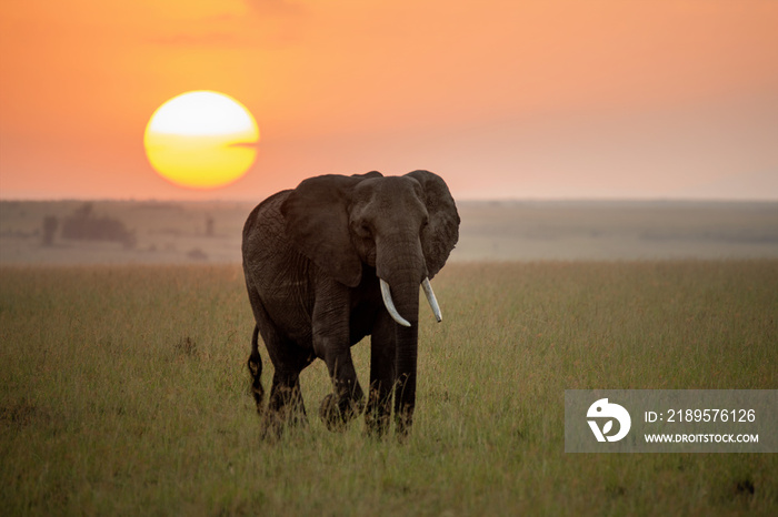 Elephant at sunrise on the Maasai Mara