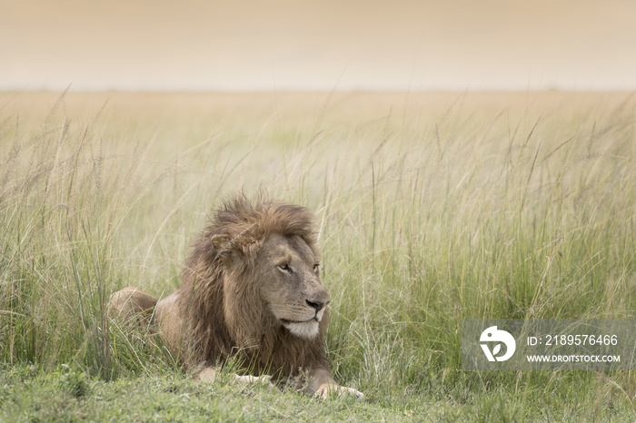 雄性狮子（Panthera leo）躺在肯尼亚马赛马拉的大草原上