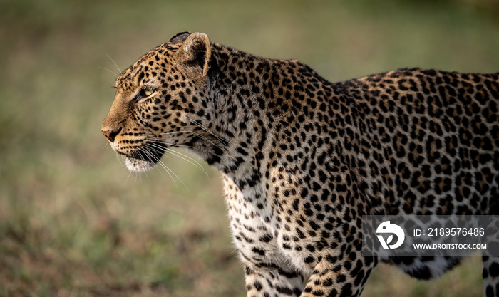 A leopard in the Mara, Africa