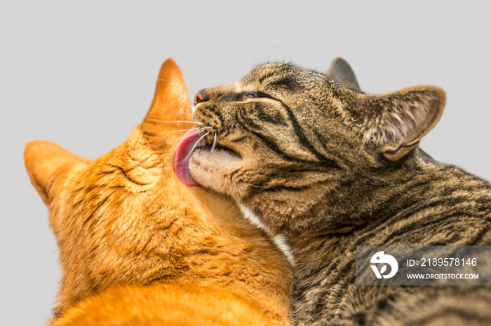 One cat grooming another cat.