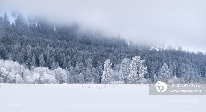 冬季仙境森林：白雪覆盖的山坡上的常青树-美国华盛顿