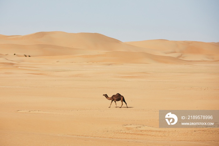 沙漠景观中骆驼在沙丘上行走